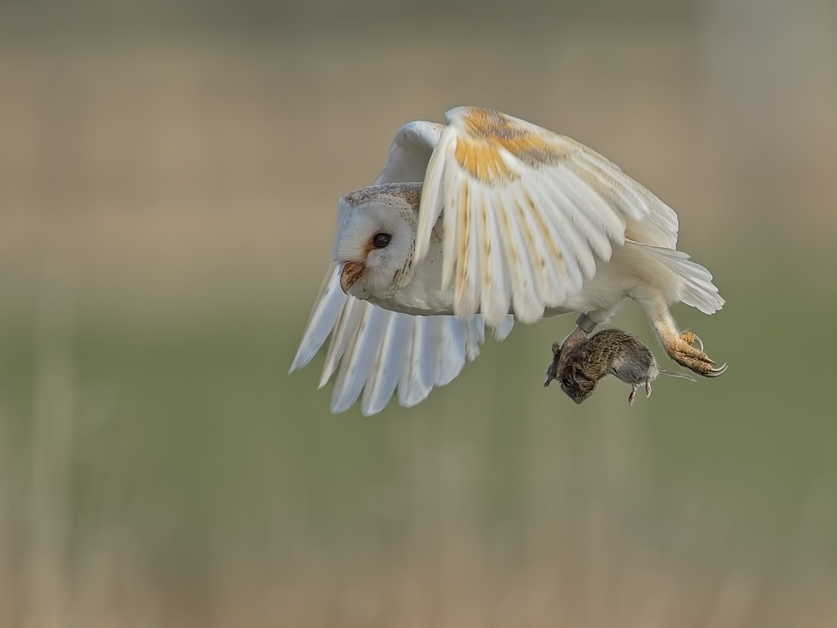 Barn Owl with Prey - John Hughes - Third Place